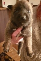 CHIOT