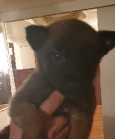 CHIOT