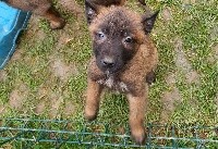 CHIOT