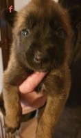 CHIOT
