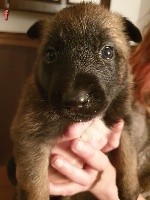 CHIOT