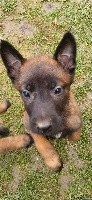 CHIOT
