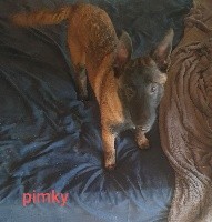 Pimky
