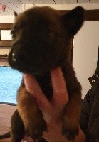 CHIOT