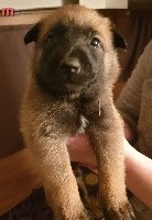 CHIOT