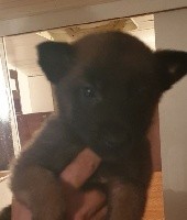 CHIOT