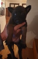 CHIOT