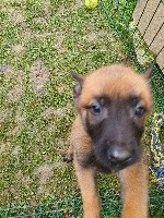 CHIOT