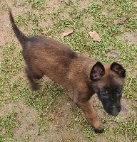 Raid